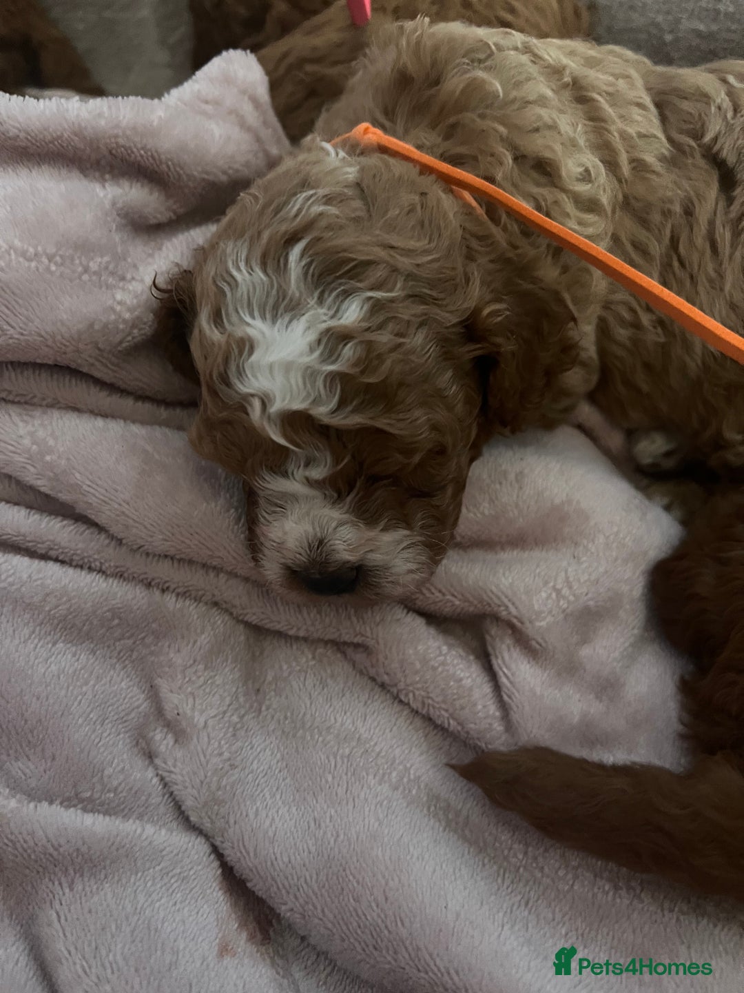 Cavapoo dogs for sale: F1B cavapoos  - Image 3