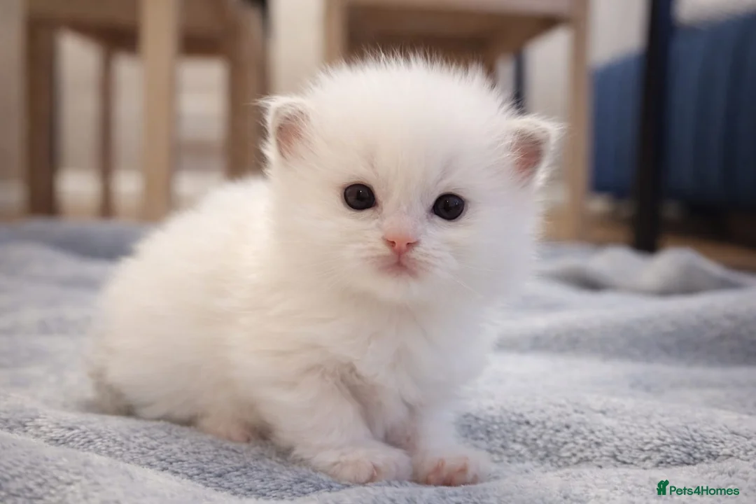 Ragdoll cats for sale: GCCF Ragdoll kittens Blue & Lilac in Morecambe - Advert 1