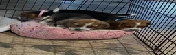 Beagle dogs for sale: Beagle ( foot beagles ) - Advert 6