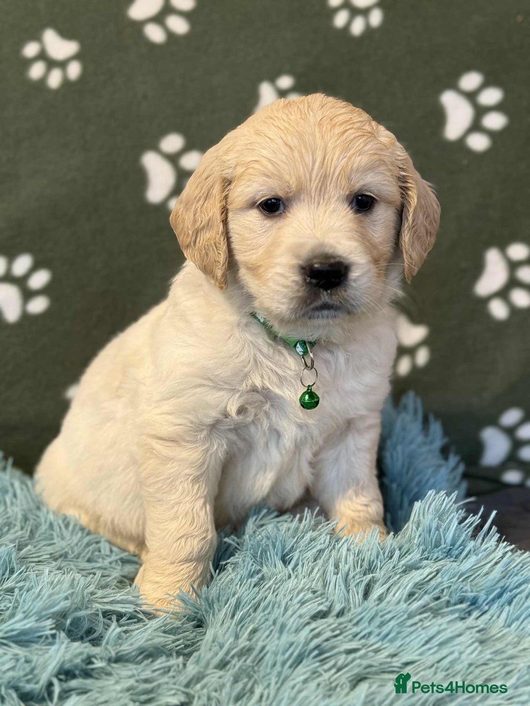 Golden Retriever dogs for sale: Stunning health tested Golden Retriever Puppies  - Advert 29