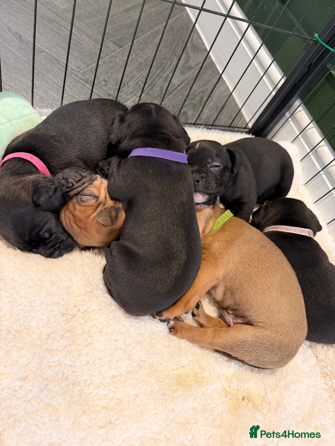 Mixed Breed dogs for sale: Deposits taken on all dogs  - Advert 10