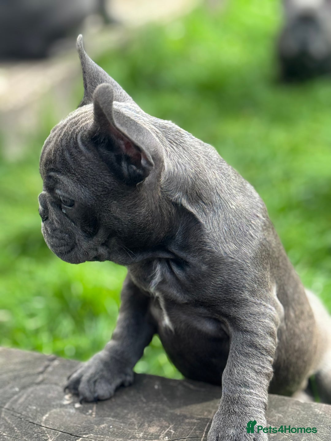 French Bulldog dogs for sale: French bulldog puppies, 4 girls and 3 boys - Image 3