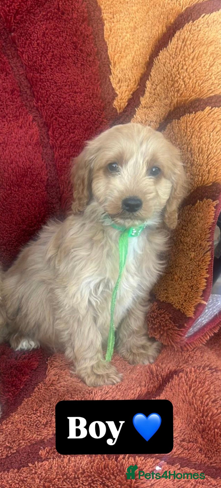 Cockapoo dogs Cockerpoo  - Advert 2