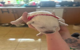 Mixed Breed dogs for sale: Huskador - Image 24