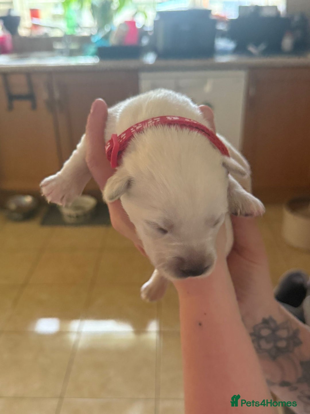 Mixed Breed dogs for sale: Huskador - Image 24