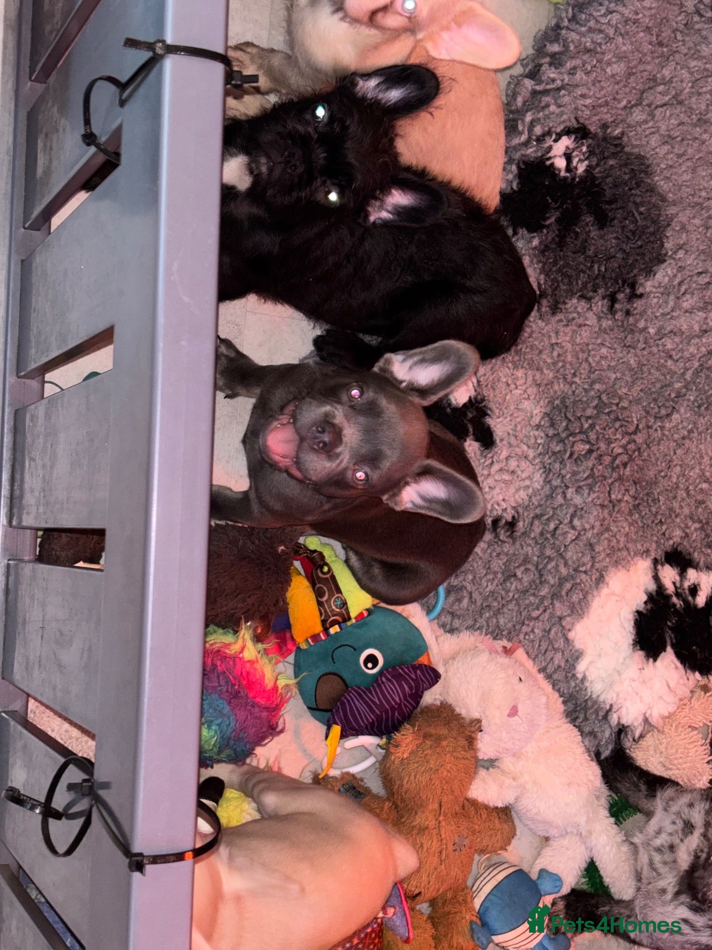 French Bulldog dogs final reduction Ready for new Sofa ❤️ and walkies - Advert 2