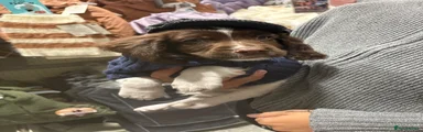 English Springer Spaniel 1