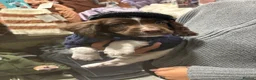 English Springer Spaniel dogs for sale: English springer spainel - Advert 3