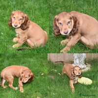 Cocker Spaniel dogs - Advert 16