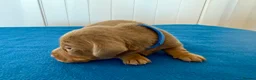 Miniature Dachshund dogs for sale: Miniature Dachshund  - Advert 14