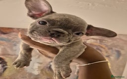 French Bulldog dogs for sale: Beautiful frenchie puppies looking to be homed  - Image 2