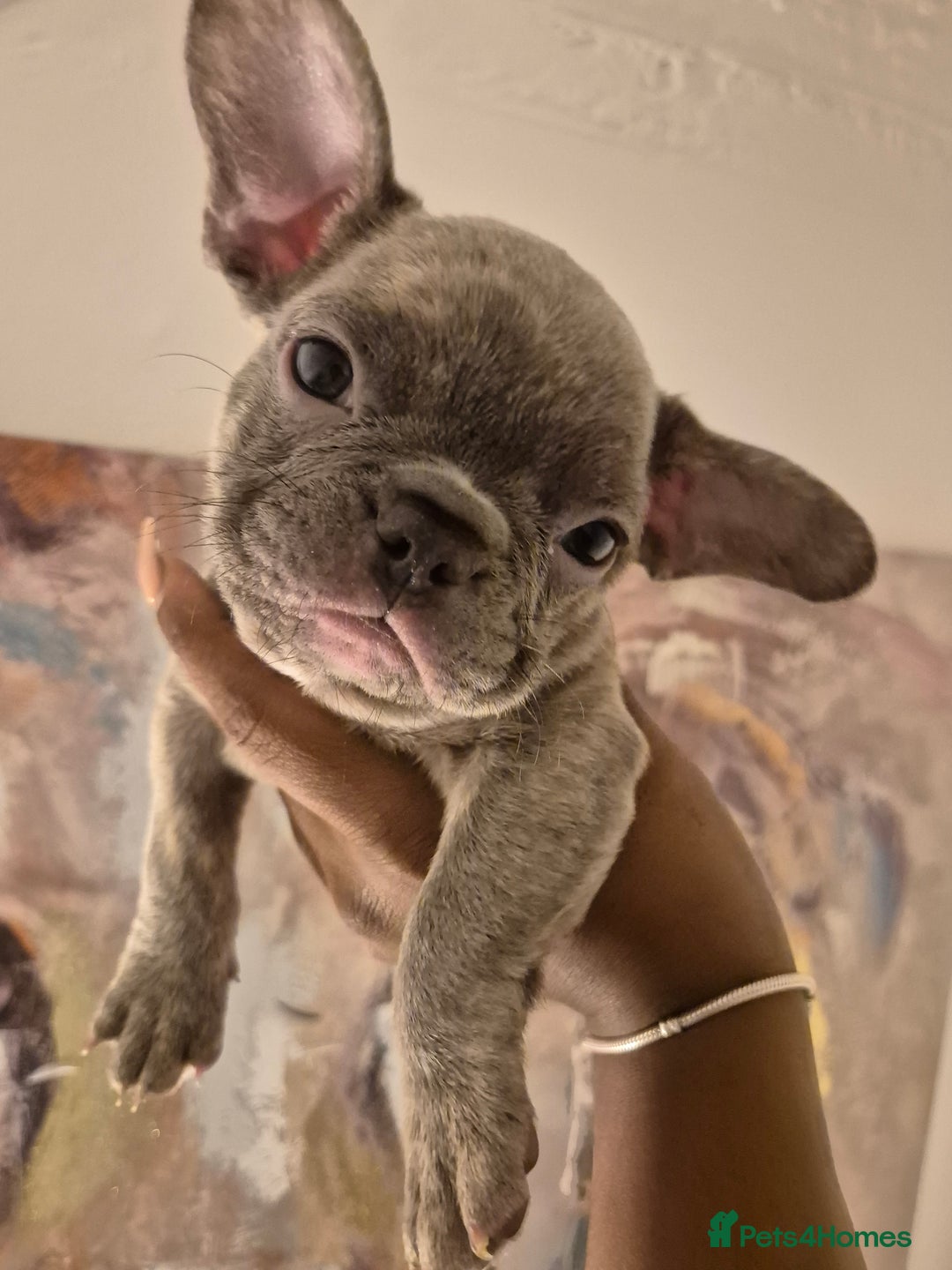 French Bulldog dogs for sale: Beautiful frenchie puppies looking to be homed  - Image 2