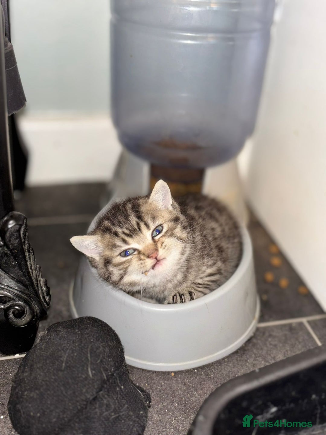 Scottish Fold cats for sale: Two Scottish Straight kittens, both female! - Advert 9