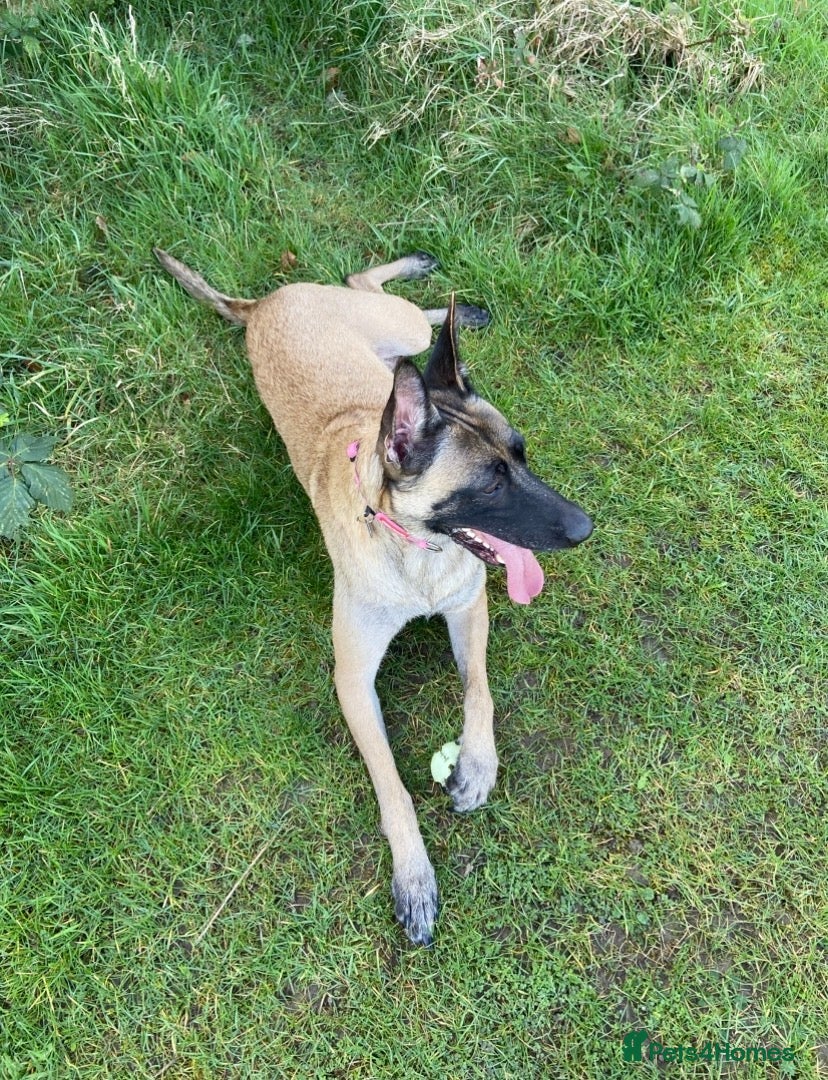 Belgian Shepherd Dog dogs Belgian Malinois pups ready to leave  - Advert 1