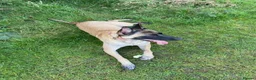 Belgian Shepherd Dog dogs for sale: Belgian Malinois pups ready to leave  - Advert 1