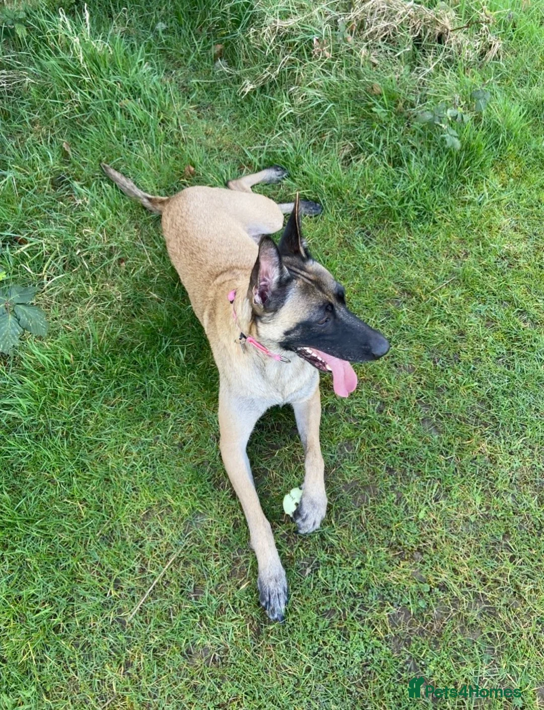 Belgian Shepherd Dog dogs for sale: Belgian Malinois pups ready to leave  - Advert 1