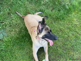 Belgian Shepherd Dog dogs Belgian Malinois pups ready to leave - Advert 2