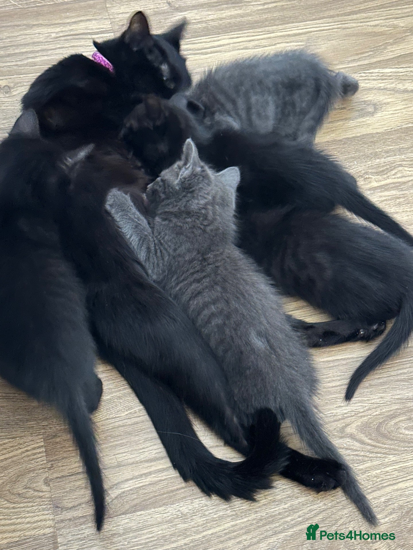 Mixed Breed cats Beautiful kitten - Advert 3