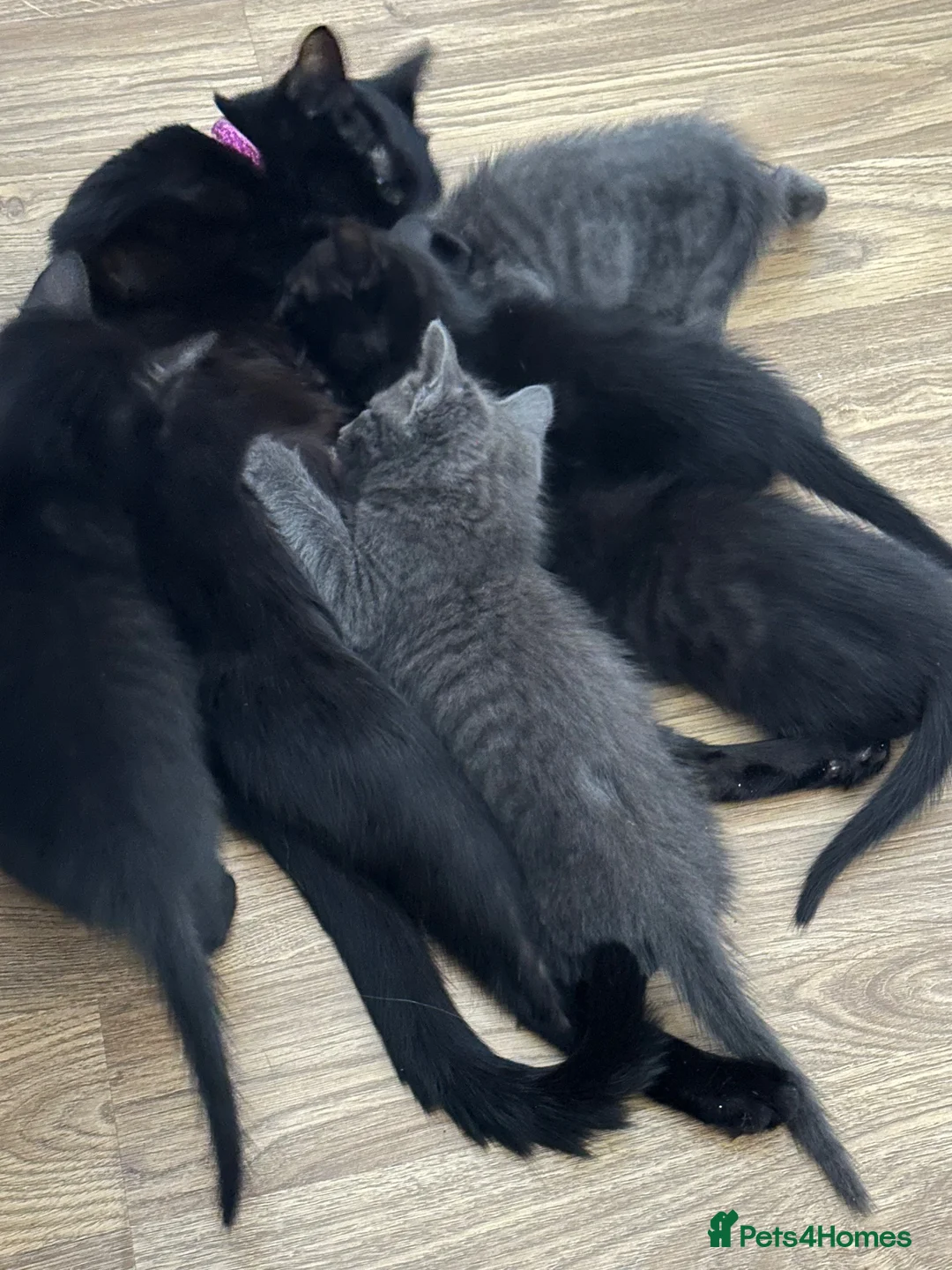 Mixed Breed cats for sale: Beautiful kitten in Salford - Advert 1