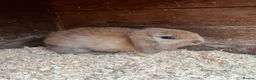 Mixed Breed rabbits for sale: 7 baby lops - Advert 7