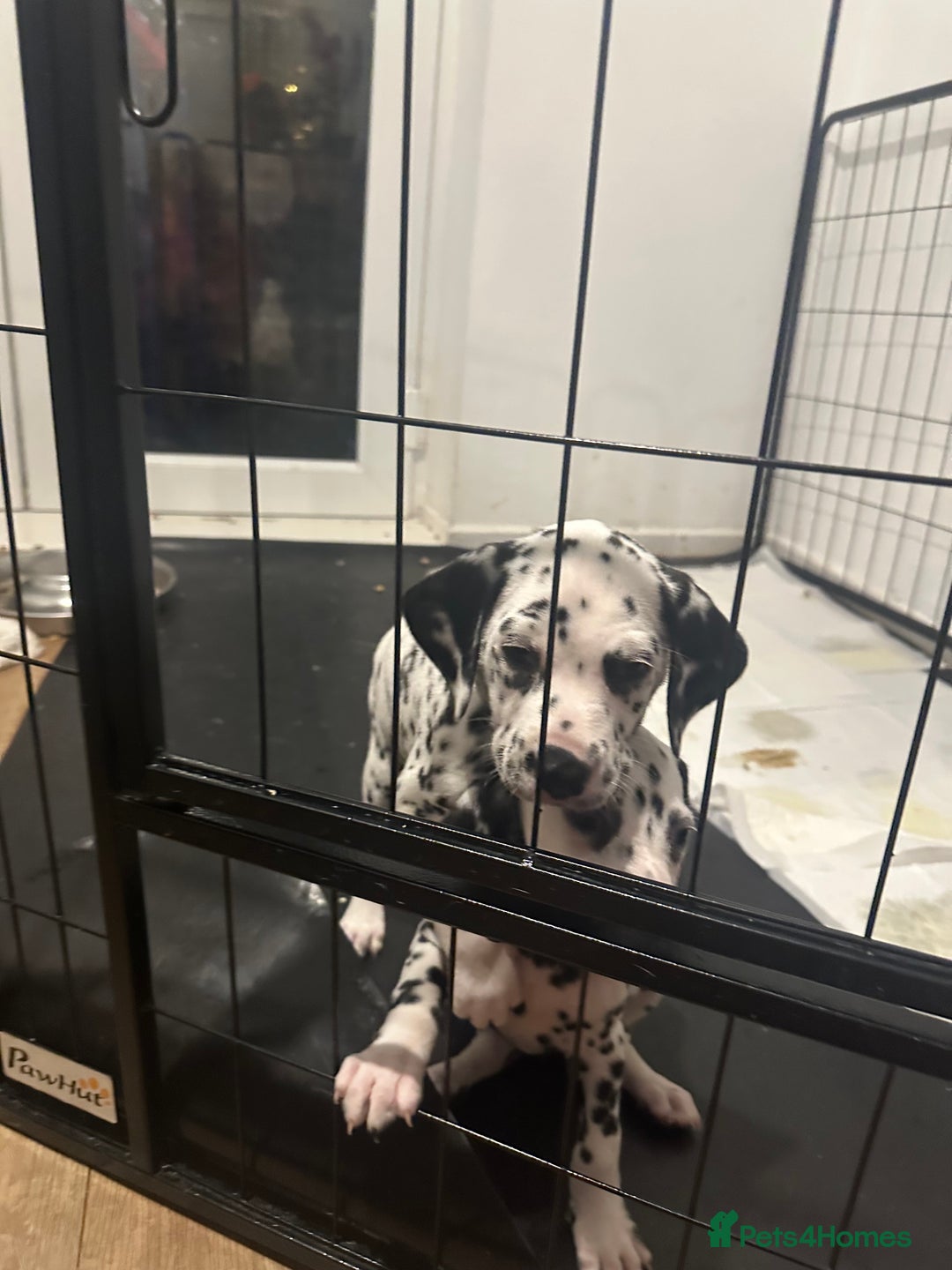 Dalmatian dogs for sale: Dalmatian boys 2 stunning boys left - Advert 13