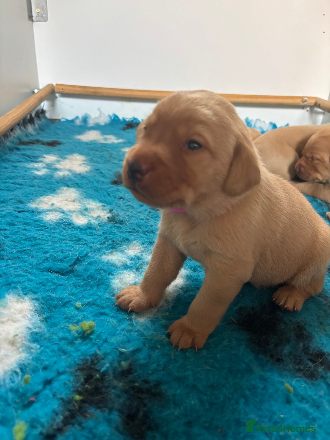Labrador Retriever dogs for sale: Gorgeous Fox Red Labradors  - Image 4