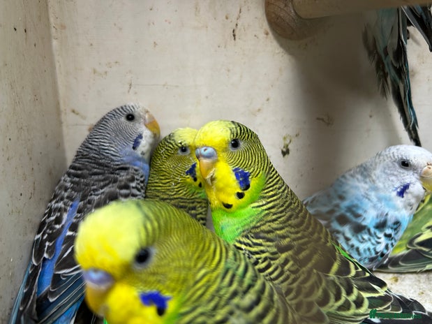 Budgerigars birds - Advert 1