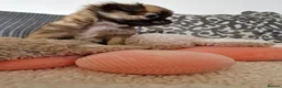 Chihuahua dogs for sale: Chihuahua puppy's  - Advert 9