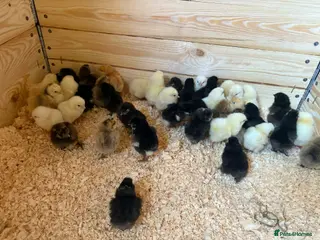 Chickens poultry Silkie. Sussex & Orpington chicks - Advert 1