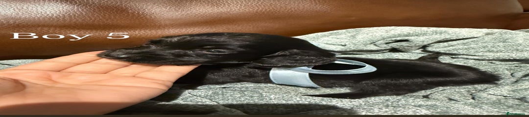 Cocker Spaniel Puppy 5