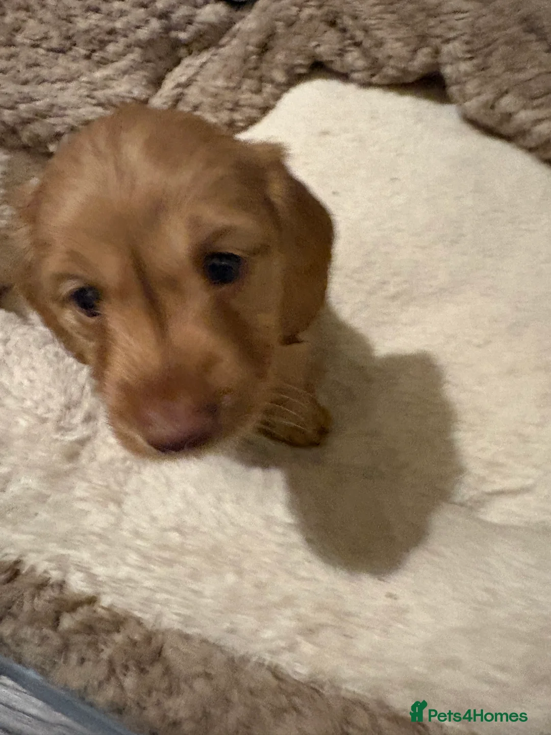 Dachshund dogs for sale: Long haired miniature  - Advert 22