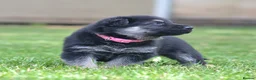 German Shepherd dogs for sale: ⭐ Rare East European Shepherd Puppies UK - Advert 13