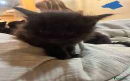 Norwegian Forest Cat cats for sale: kittens - Image 13