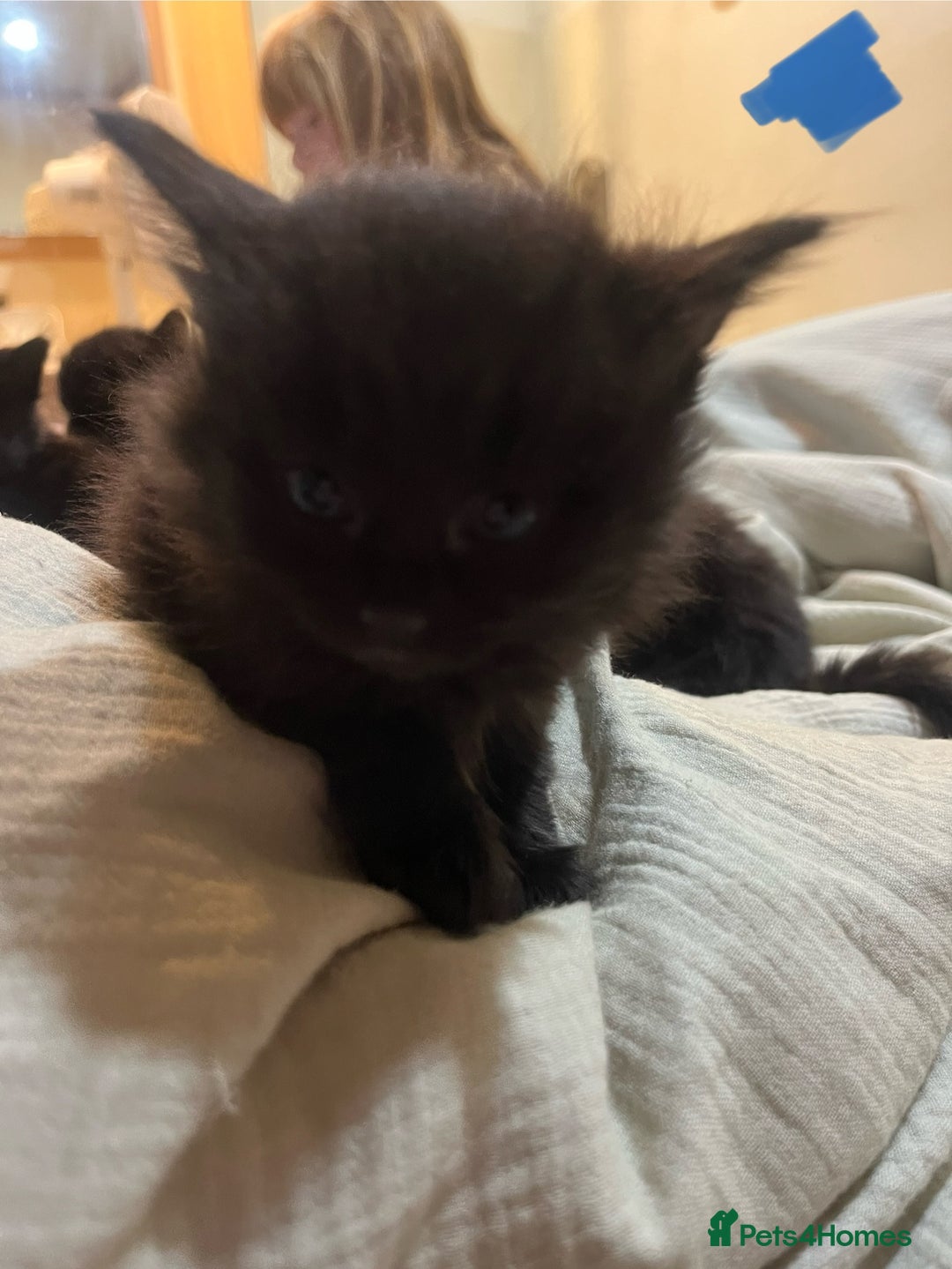 Norwegian Forest Cat cats for sale: kittens - Image 13