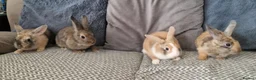 Mini Lion Lop rabbits for sale: Mini lion lops - Advert 7
