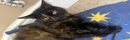 Mixed Breed cats for sale: 4 Beautiful Kittens  in Stratford-upon-Avon - Advert 1