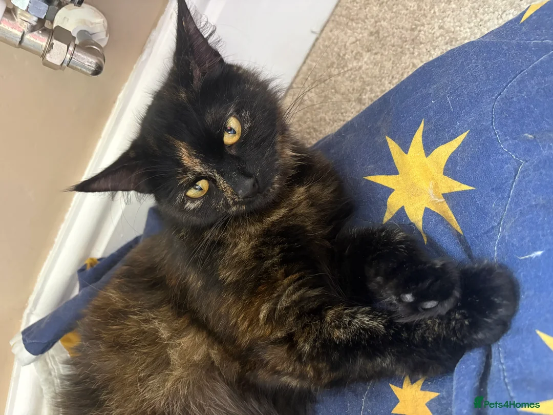 Mixed Breed cats for sale: 4 Beautiful Kittens  in Stratford-upon-Avon - Advert 1