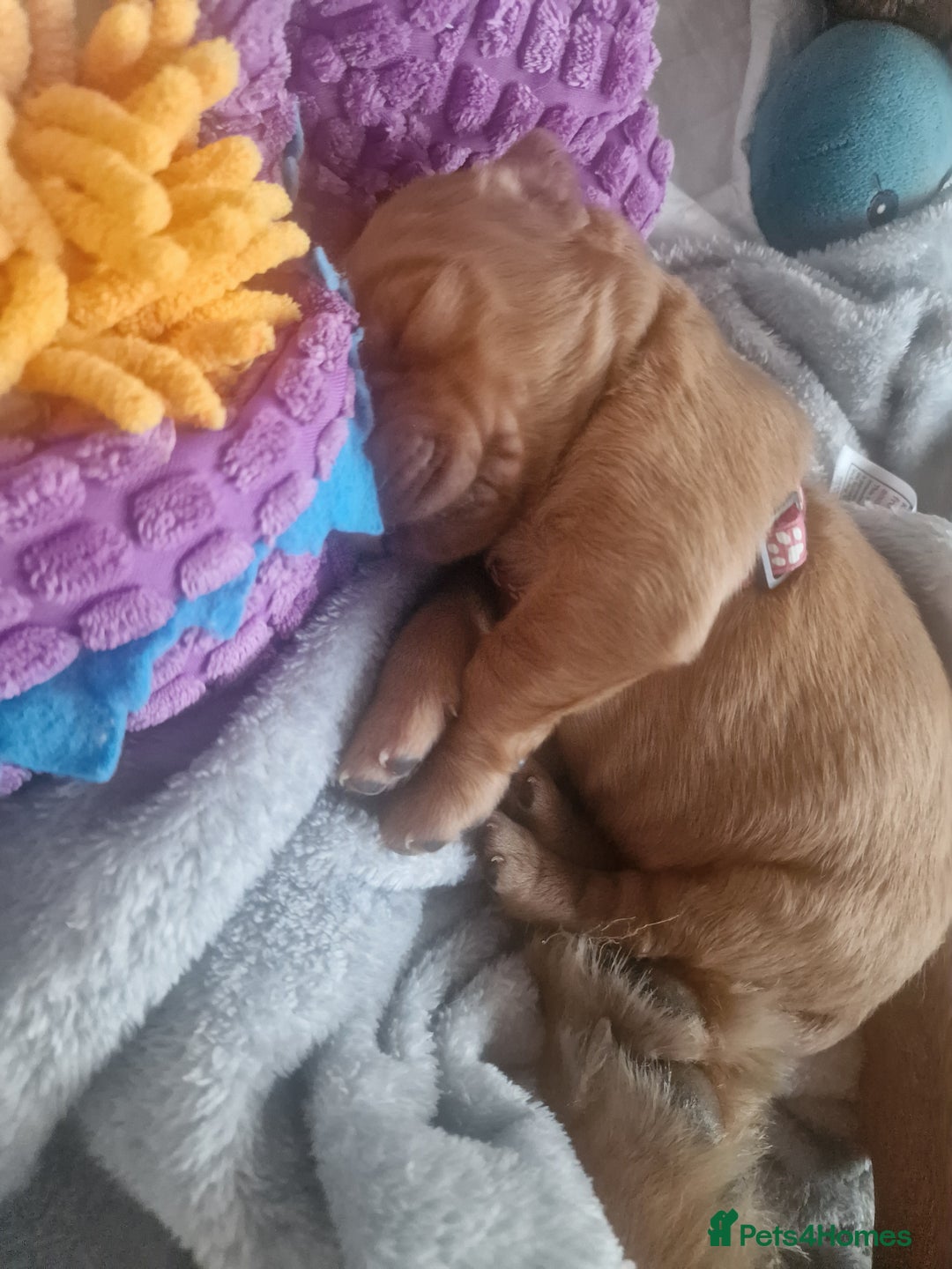 Golden Retriever dogs for sale: Beautiful KC-Registered Golden Retriever Puppies - Advert 24