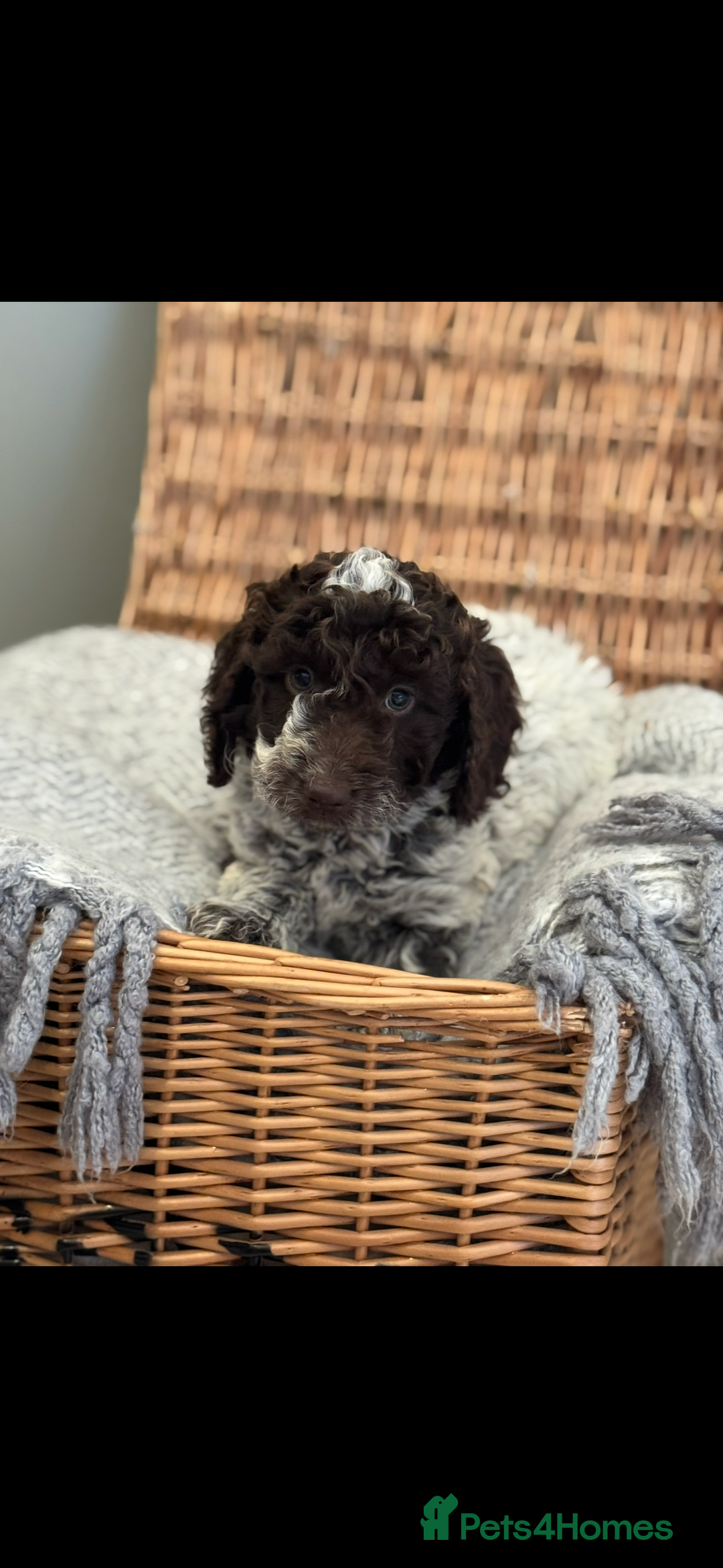 Cockapoo dogs for sale: Cockapoo puppies. Fully DNA tested.  - Image 15
