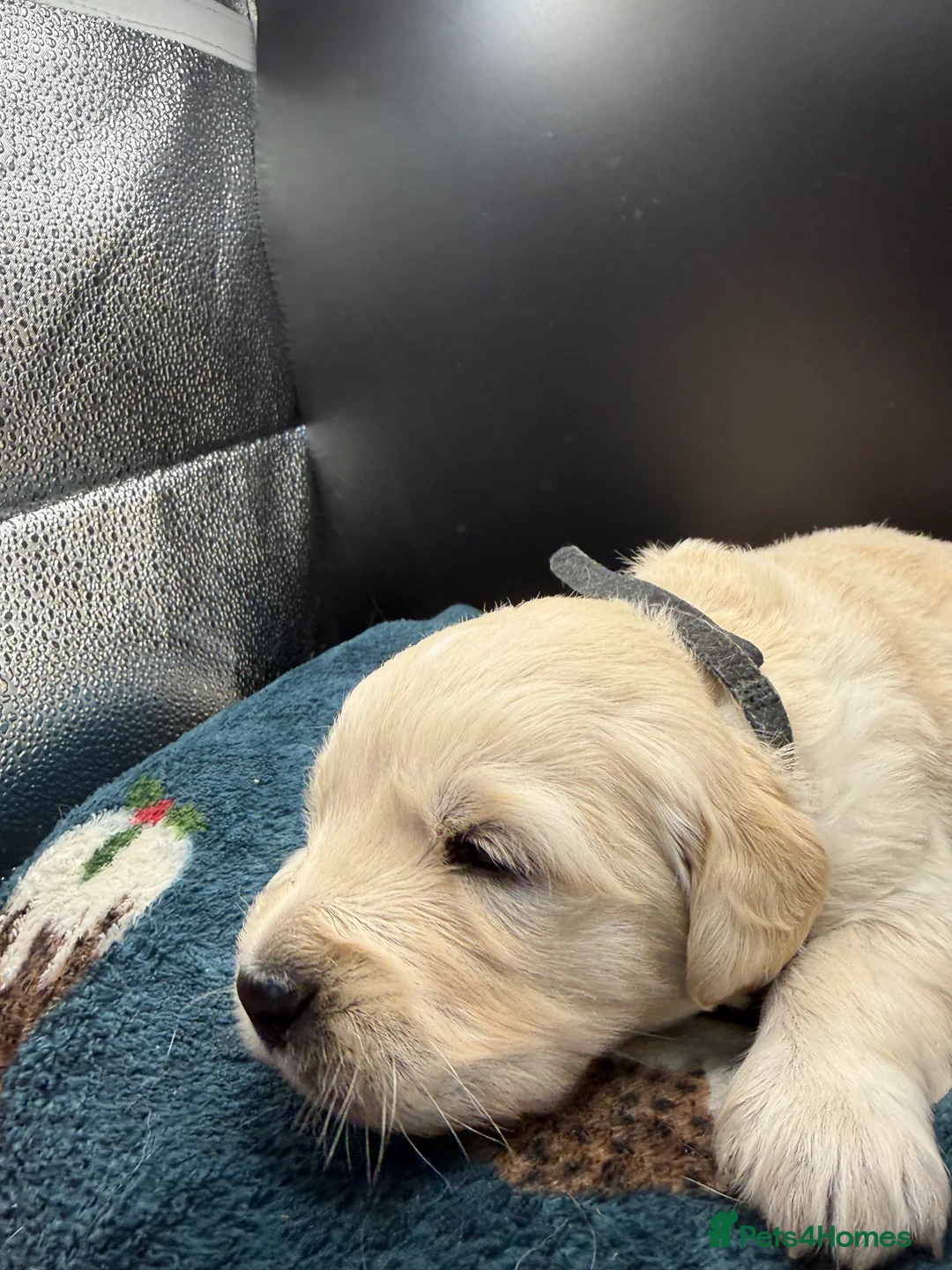 Golden Retriever dogs for sale: Stunning Golden Retrievers. 1 Boys / 1 Girls - Advert 9