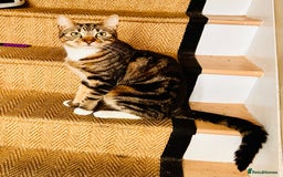 Domestic Shorthair cats for sale: Male and female cats in need of good home - Image 2