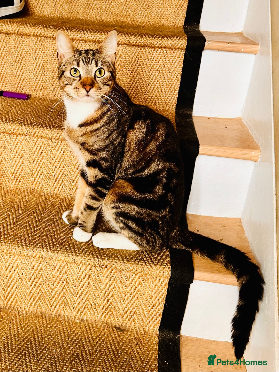 Domestic Shorthair cats for sale: Male and female cats in need of good home - Image 2