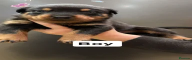 Rottweiler 2