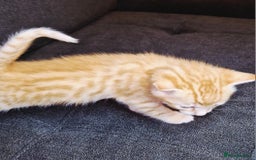 Bengal cats for sale: Absolutely Stunning Bengals  - Image 3