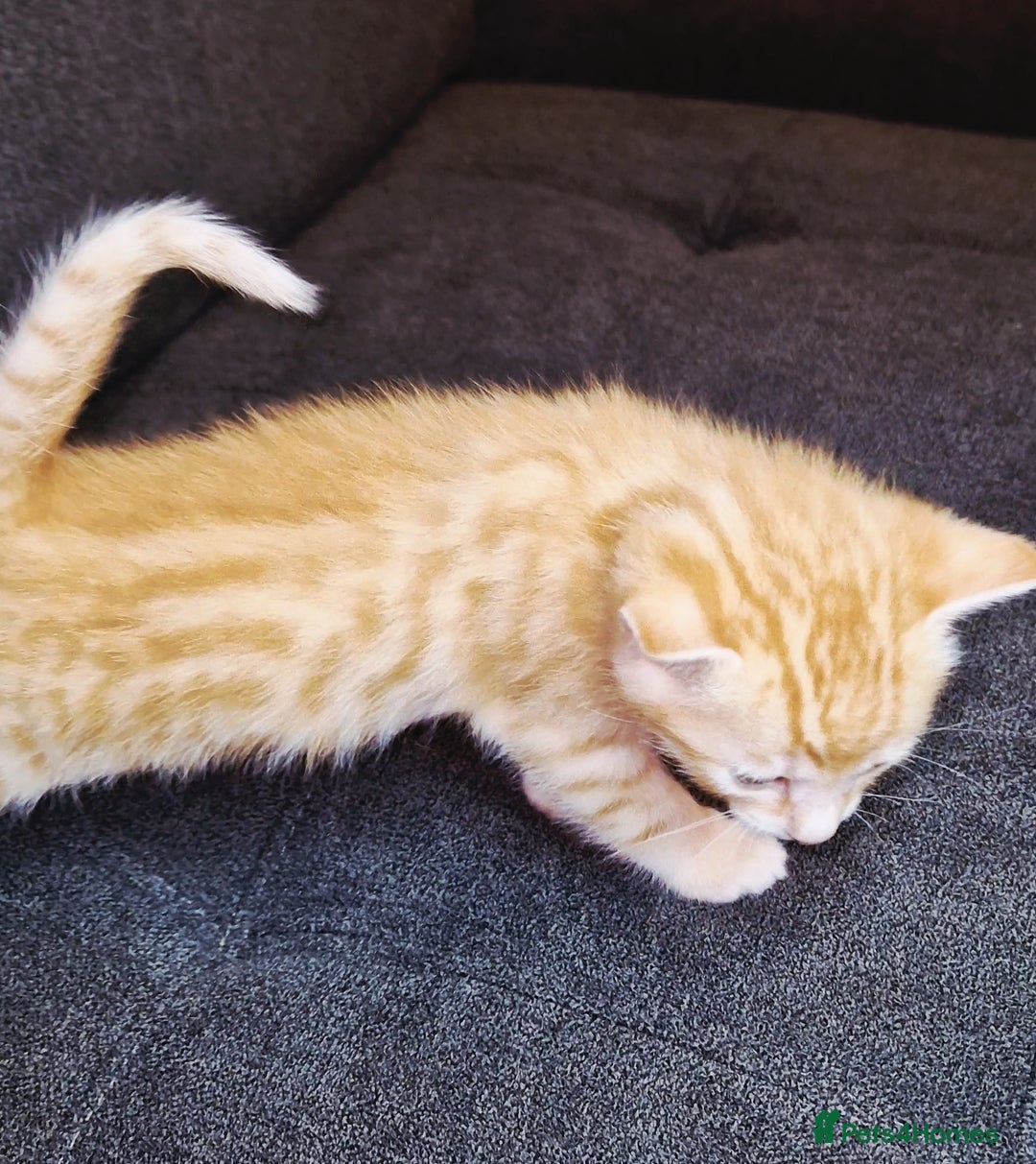 Bengal cats for sale: Absolutely Stunning Bengals  - Image 3