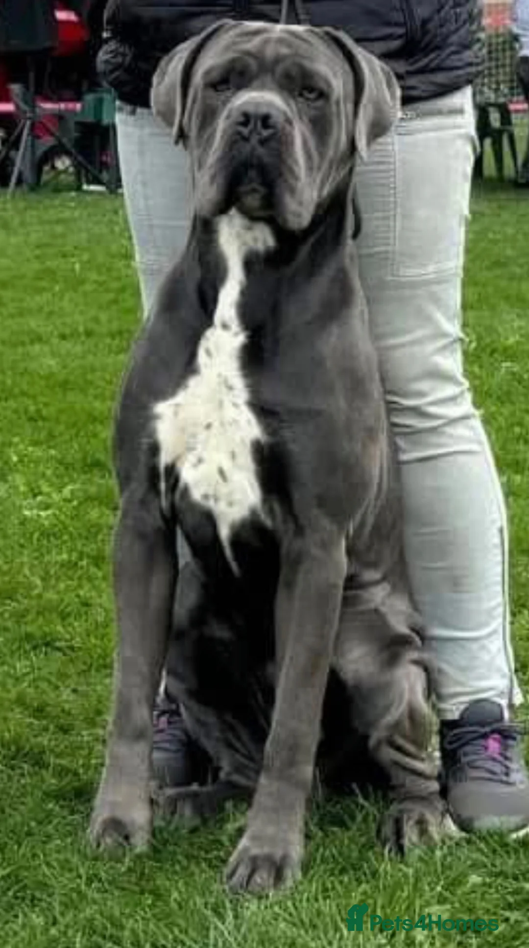 Cane Corso dogs for sale: European Champion Bloodlines - Advert 9