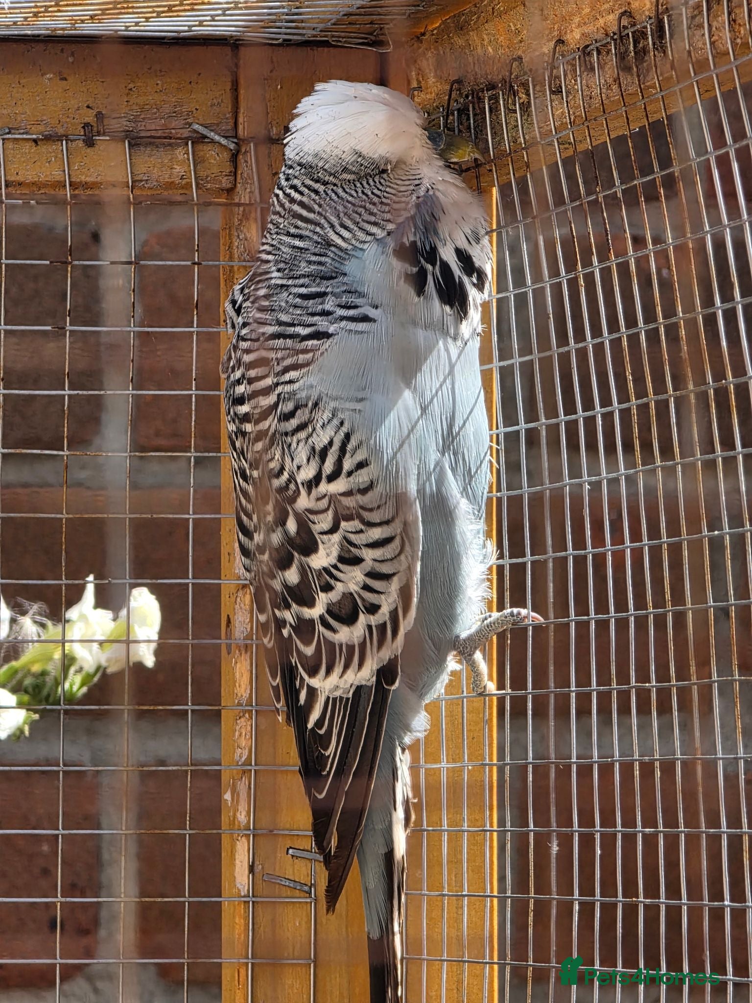 Budgerigars birds 6 week old budgies - Advert 16