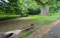 Cocker Spaniel dogs for sale: Loving Home Wanted for Beautiful Olive (WCS Puppy) - Image 10