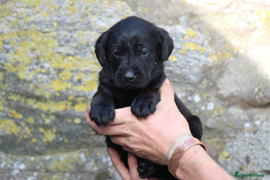 Labrador Retriever dogs for sale: Working Labrador Puppies  - Image 6