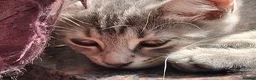 Mixed Breed cats for sale: ⭐️🐈SUPERB BENGAL X RUSSIAN BLUE 🐈⭐️ in Hatfield - Advert 9